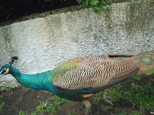 セントーサ7.jpg
