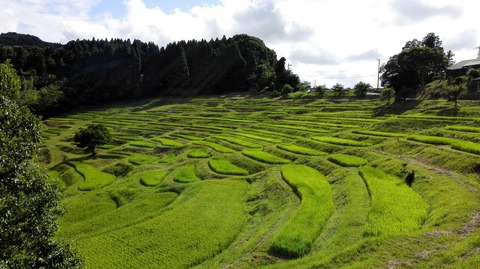 大山千枚田(1).jpg